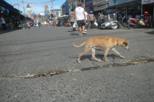Ein Hund läuft die Straße entlang vor einer Menschenmenge, einige tragen Mützen, mit Fahrzeugen, Gebäuden, Strommasten und einem Uhrturm im Hintergrund unter einem bewölkten Himmel.