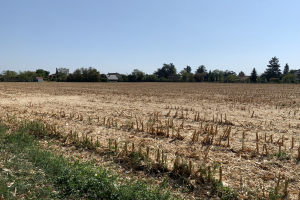 Ein Maisfeld in ländlicher Gegend, umgeben von Gras und Bäumen, mit Häusern im Hintergrund und einem klaren blauen Himmel darüber.
