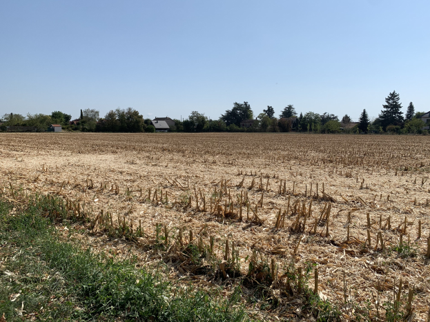 Ein Maisfeld in ländlicher Gegend, umgeben von Gras und Bäumen, mit Häusern im Hintergrund und einem klaren blauen Himmel darüber.