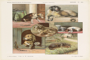 Eine Buchseite mit verschiedenen Hunderassen und begleitendem Text.