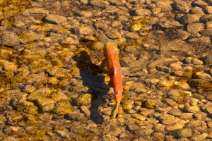Ein buntes Regenbogenforelle schwimmt in klarem blauem Wasser nahe einige Felsen.