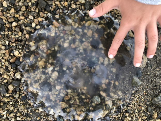 Eine Kinderhand, die aus einer Pfütze mit Steinen am Boden herausragt.