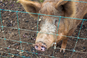 Ein Schwein steht in der Mitte des Bildes, umgeben von einem Zaun, mit Sand und kleinen Steinen unten.