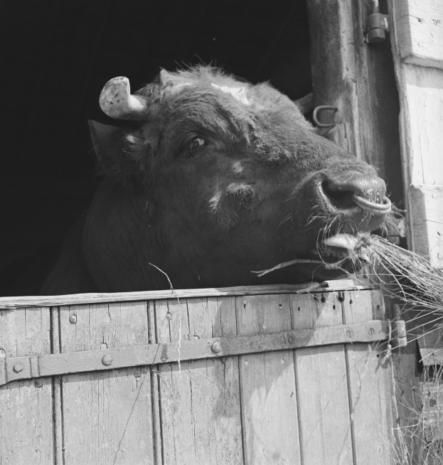 Schwarzes und weißes Foto eines Bullen mit seinem Kopf aus einer hölzernen Scheunentür, umgeben von Gras.