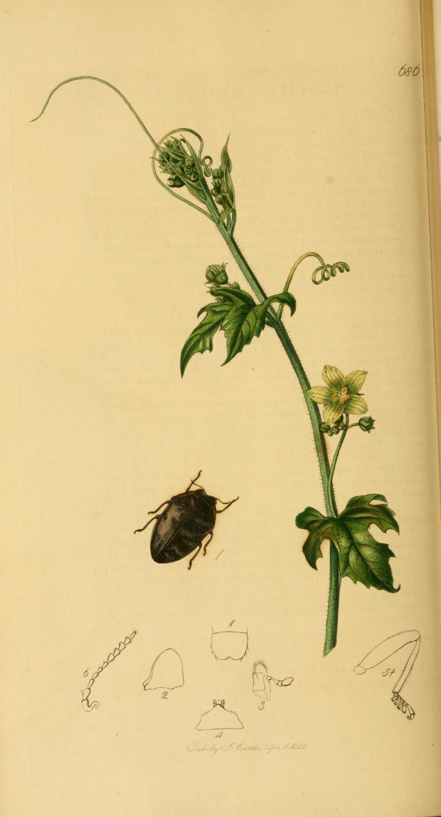 Offenes Buch mit dem Titel "Die Naturgeschichte der Pflanzen und Insekten" zeigt eine detaillierte Illustration eines Käfers, umgeben von einer Pflanze mit grünen Blättern und einer rosafarbenen Blume.