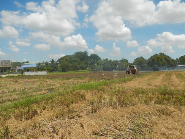 Traktor, der ein Reisfeld pflügt, mit Rauch, der daraus aufsteigt, Bäumen, Gebäuden und einem klaren blauen Himmel im Hintergrund.