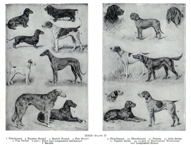 Eine Buchseite mit verschiedenen Hunderassen, darunter ein Jagdhund, mit begleitendem Text.