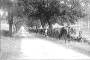 Ein Schwarz-Weiß-Foto einer Herde von Pferden, die eine Schotterstraße entlanggehen, mit einer Person auf der rechten Seite der Straße und Bäumen im Hintergrund.