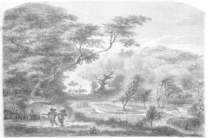 Eine Schwarz-Weiß-Radierung von einem Mann und einer Frau, die durch einen üppigen Dschungel mit Bäumen, Pflanzen und Himmel im Hintergrund gehen, mit dem Text "Der Dschungel des Amazonas" unten.