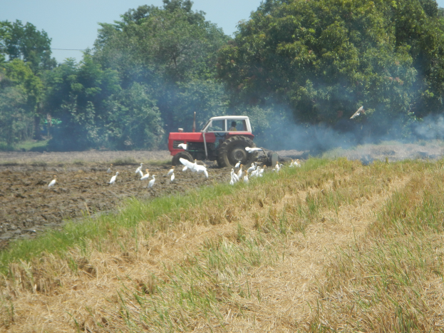 Ein Traktor pflügt ein Feld mit Rauch, der aus ihm aufsteigt, umgeben von saftigem Grün und Bäumen, mit einer Herde Kühe im Hintergrund unter einem sichtbaren Himmel.
