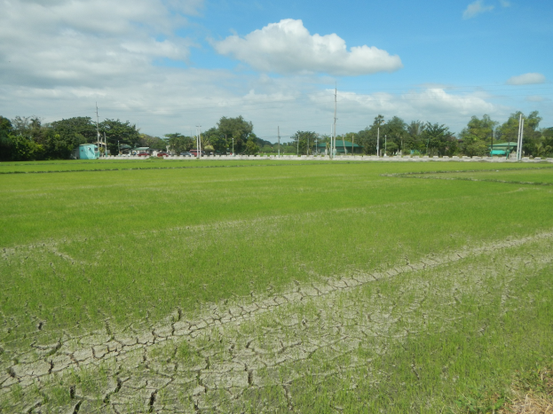 Luftaufnahme eines bewirtschafteten Feldes mit trockenem Gras, verstreuten Bäumen, Pfählen, Schuppen und einem bewölkten Himmel.