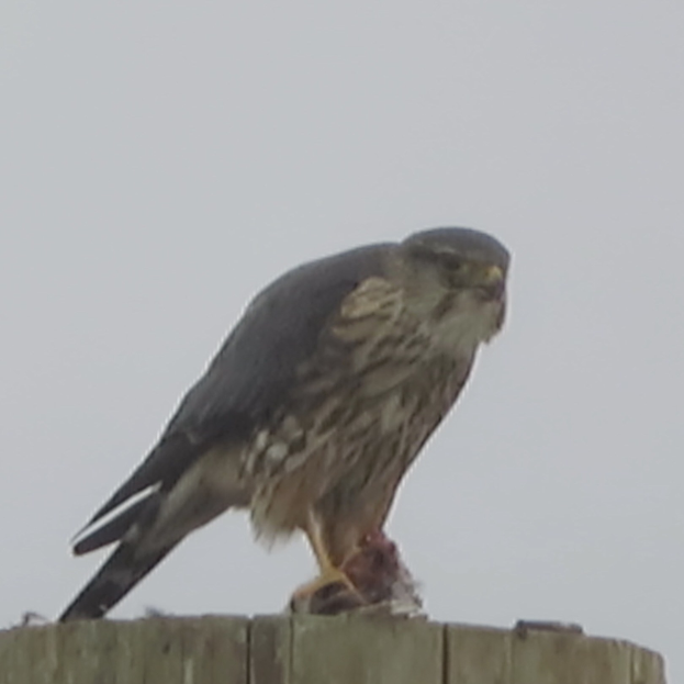 Ein Wanderfalke auf einem hölzernen Pfahl, der sich mit seinen Krallen daran festhält, Federn in braun-weißer Musterung, Flügel gespreizt, Augen auf einen Gegenstand in seinem Schnabel gerichtet.