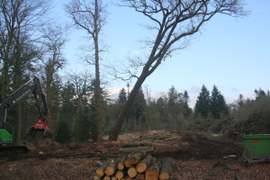 Ein großer Baum wird in einem Wald gefällt, mit einem Bagger auf der linken Seite und Holzstämmen auf dem Boden, umgeben von vielen Bäumen unter einem klaren blauen Himmel.