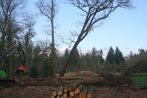 Ein großer Baum wird in einem Wald gefällt, mit einem Bagger auf der linken Seite und Holzstämmen auf dem Boden, umgeben von vielen Bäumen unter einem klaren blauen Himmel.
